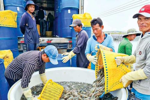 Ngành nông nghiệp Sóc Trăng tiếp tục gặt hái nhiều thành tựu