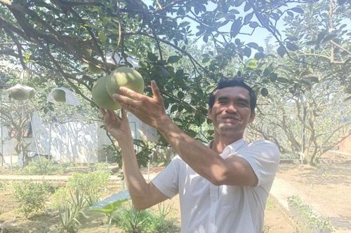 Bình Dương: Để hương bưởi Bạch Đằng mãi bay xa
