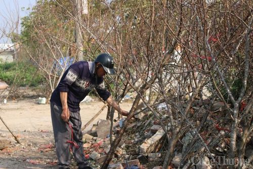 Điện Biên: Đào rừng vắng khách mua