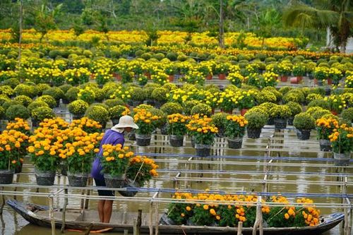 Giá hoa Tết giảm, người trồng hoa lo lắng