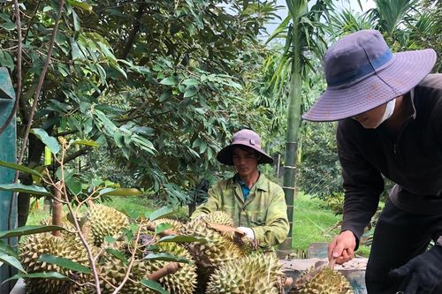 Tái cơ cấu ngành nông nghiệp hướng đến phát triển bền vững