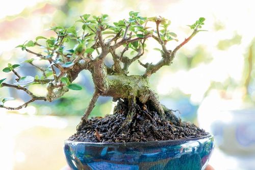 Mùa xuân kể chuyện sinh vật cảnh