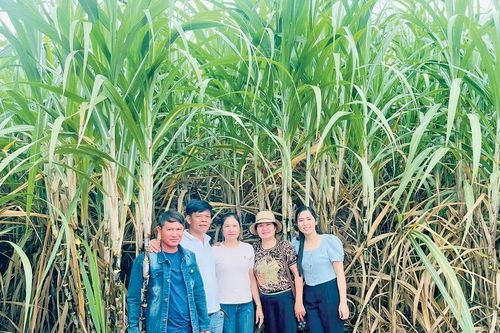 Nông dân Gia Lai sang Lào trồng mía