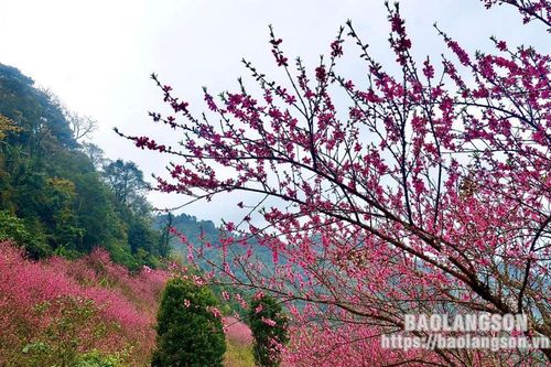 Say đắm sắc đào chuông
