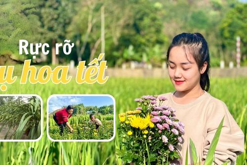 Rực rỡ vụ hoa tết