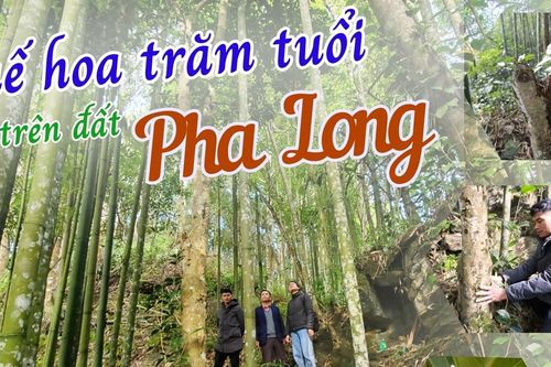 Quế hoa trăm tuổi trên đất Pha Long