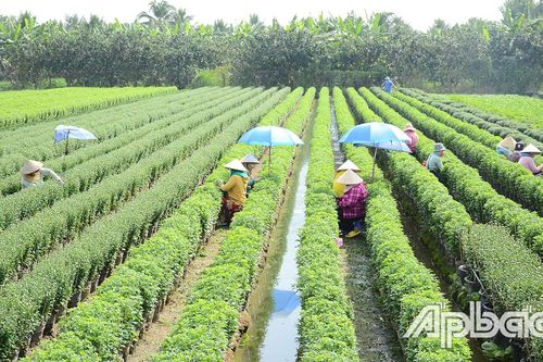 Làng hoa Mỹ Tho: Đời người, đời hoa