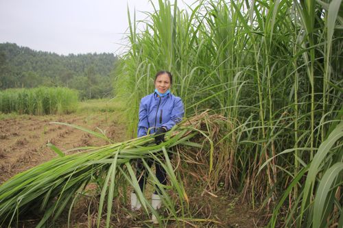 Chủ động phòng, chống rét trong dịp Tết Nguyên đán