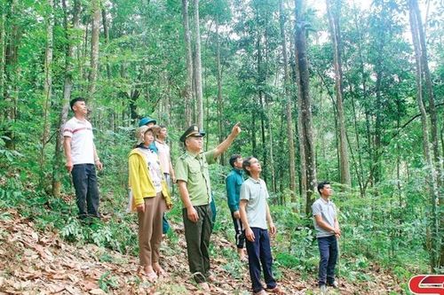 Xanh thêm những cánh rừng