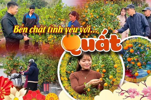 Bền chặt tình yêu với quất