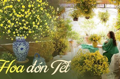 Loài hoa 'tiến vua' mỗi năm chỉ nở một lần, có người mê mẩn mang về phủ kín cả sân thượng và pha trà uống dịp Tết