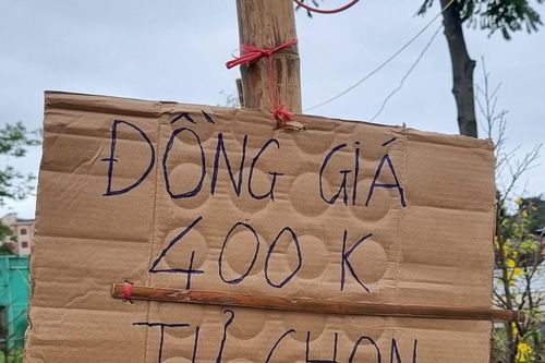 Hoa Tết tiêu thụ chậm, tiểu thương treo biển: 'ba đã thất bại rồi'