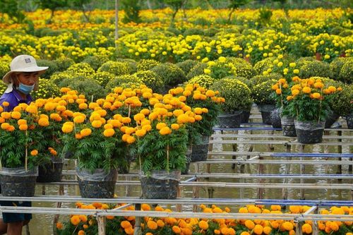'Thủ phủ' hoa miền Tây: Hoa Tết vắng khách mua, người trồng cây thêm buồn