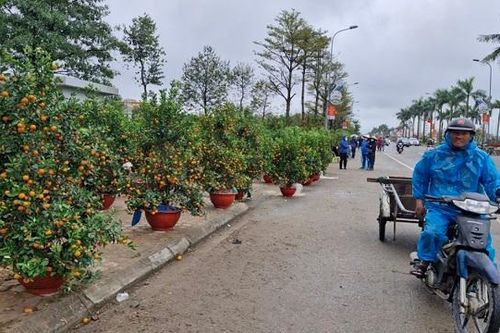 Hà Tĩnh: Tiểu thương 'đỏ mắt' ngóng khách mua quất cảnh