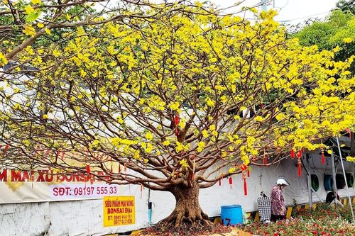 TP Hồ Chí Minh: Ngày 29 Tết người bán hoa liên tục chốt đơn