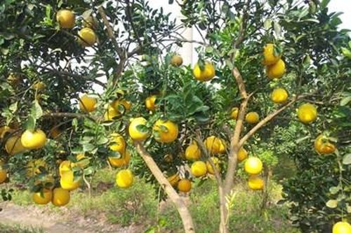 Thư về tòa soạn: 'Bộ đội huyện' giúp dân trồng bưởi Diễn