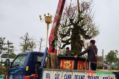 Chợ hoa Tết ở Vĩnh Phúc: Người bán hy vọng khách hàng 'mở hầu bao'