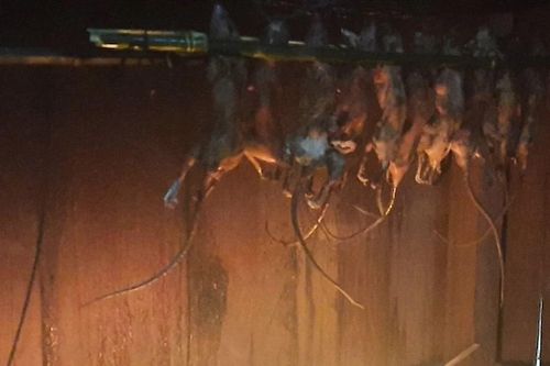 Đón khách quý dịp tết bằng chuột 'quý tộc'