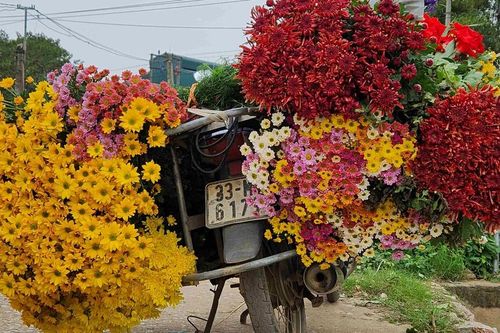 Sắc hoa xứ Đoài