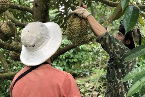 2023- một năm bội thu của ngành nông nghiệp Đắk Lắk