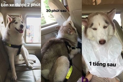 '7749' nỗi lòng của các con sen phải đưa boss về quê ăn Tết
