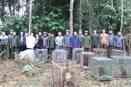 Tái thả 30 thú hoang dã sau cứu hộ ở Sa Pa vào Vườn quốc gia Vũ Quang