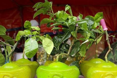 Bưởi 'tiến vua' hạ giá vẫn ế khách