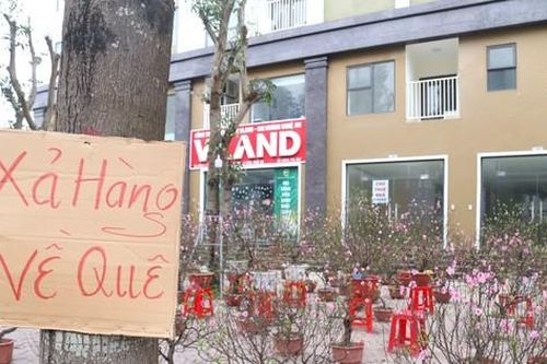 'Xả hàng' ngày 29 Tết, đào, mai, quất vẫn ế khách