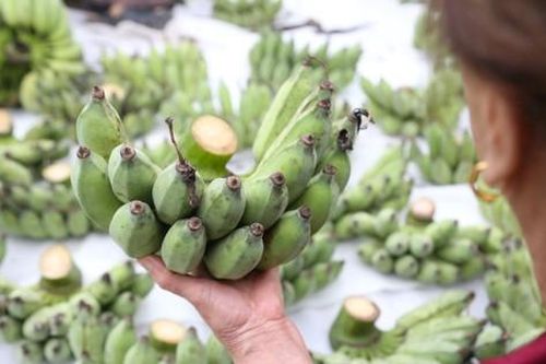 Chuối xanh Tết tăng giá vùn vụt