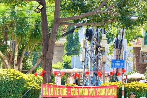 Hoa Tết trăm người bán, vài người mua