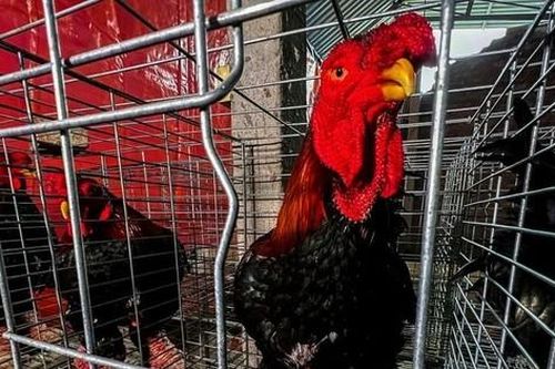 Gà Đông Tảo 'chân to bằng lon bia' lên báo nước ngoài
