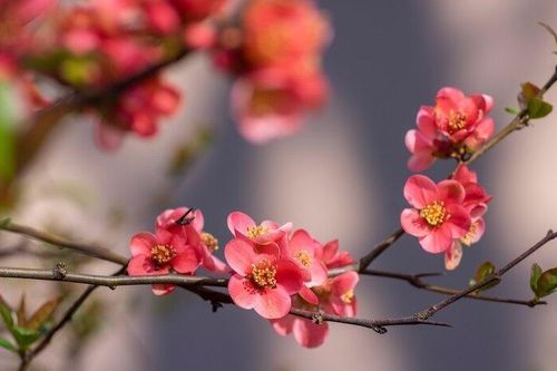 Gìn giữ Tết cổ truyền của người Việt ở nước ngoài