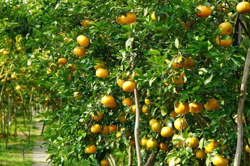 Đồng Tháp: Quýt hồng Lai Vung rộn ràng vào vụ Tết