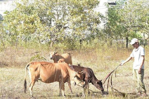 Huyện biên giới Buôn Đôn kỳ vọng nhanh xóa đói, giảm nghèo
