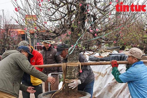 Xe ôm 'bỏ khách' vận chuyển đào, quất thuê kiếm tiền triệu những ngày trước Tết