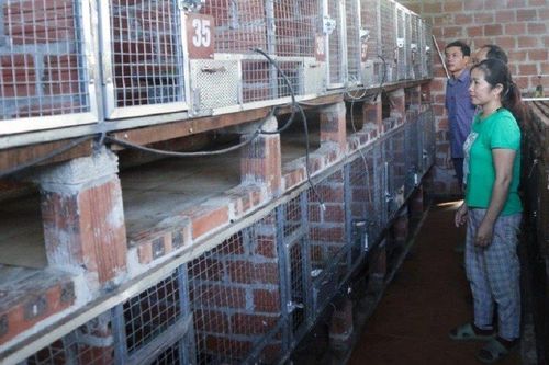 Anh nông dân thu bộn tiền nhờ nuôi con 'đặc sản' dân nhậu thích mê