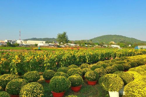Xuân về trên đảo ngọc Phú Quốc