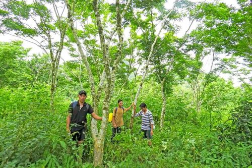 Tộc người sống xanh quyết bảo vệ rừng