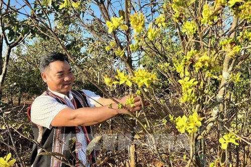 Làng mai trong phố núi Pleiku