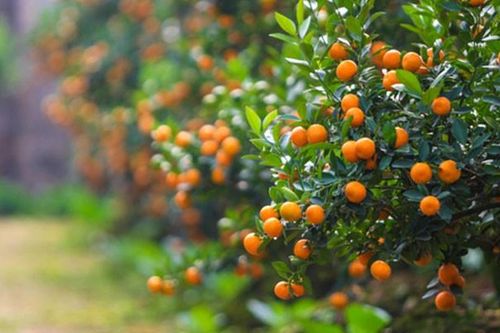 Những loại cây mang lại may mắn để trưng bày dịp lễ Tết