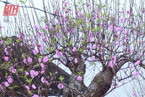 Thú chơi hoa ngày Tết