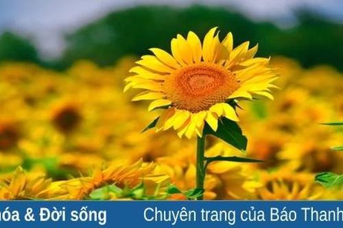 Sự tích hoa hướng dương