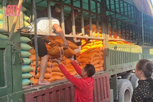 Mường Lát khẩn trương cấp phát gạo cho người trồng rừng