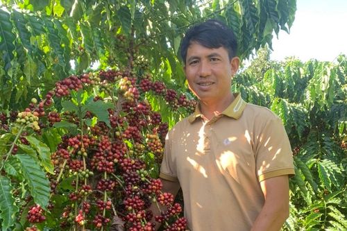 Hiệu quả kinh tế cao từ mô hình cà phê lười