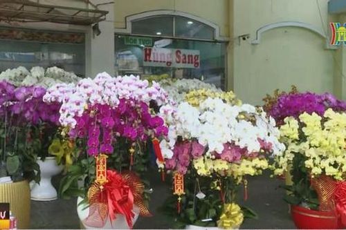 Nhộn nhịp chợ hoa lớn nhất TP.HCM những ngày cận Tết