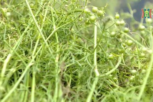 Hương mùi già, mùi hương của Tết