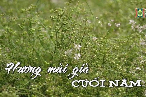 Hương mùi già cuối năm | Nhịp sống Hà Nội | 08/02/2024