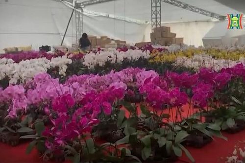 Xác minh việc giả danh công an thu phí 'lốt' bán cây cảnh