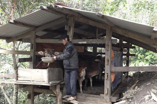Tập trung triển khai quyết liệt, đồng bộ các giải pháp phòng, chống dịch bệnh gia súc, gia cầm năm 2024