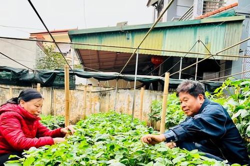 Chuyện về người gần 50 năm làm giống hoa thược dược ở La Khê